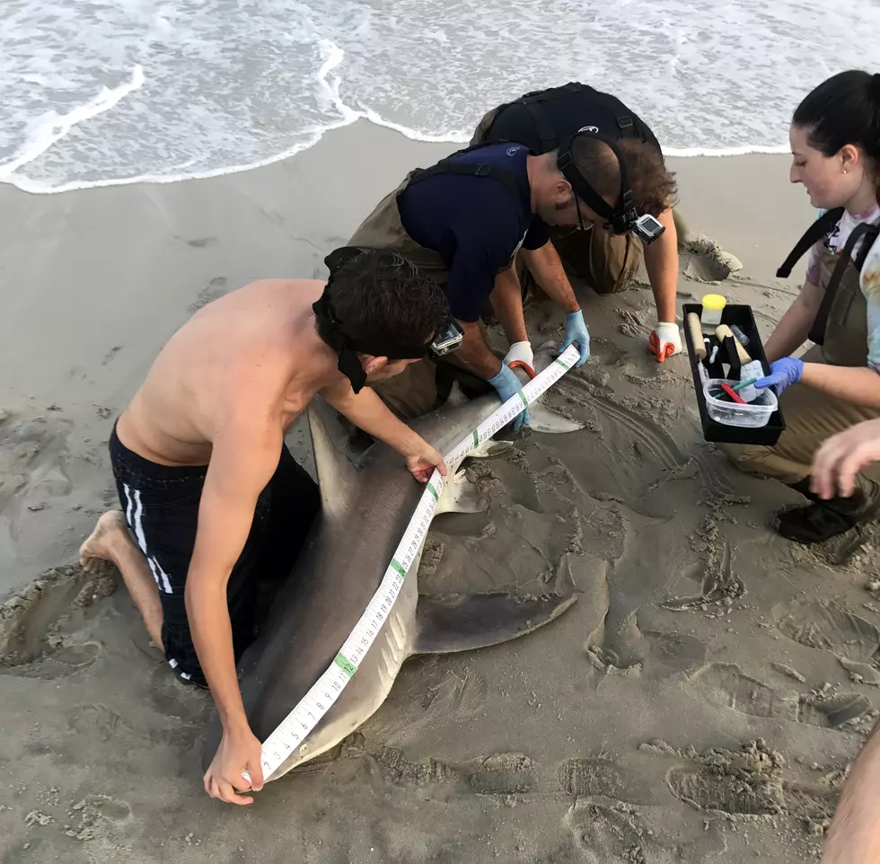 Tracking Jersey Shore sharks — they’re closer than you’d expect