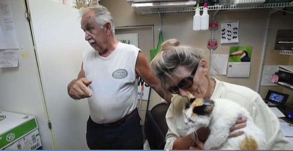 New  Jersey cat reunited with owner in Florida after 46 days