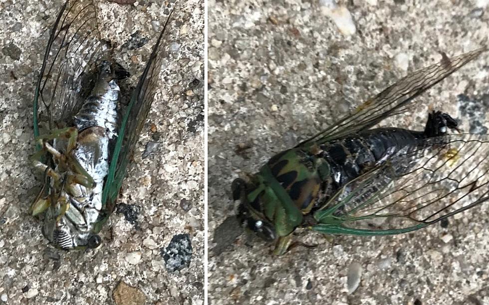 Is this a cicada or a space alien?