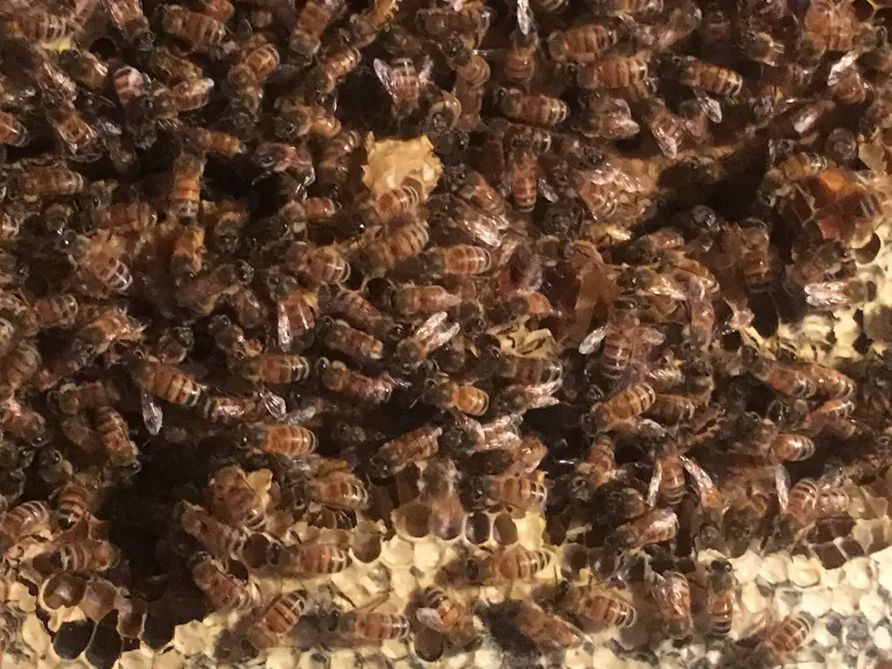 30,000 stinging-mad bees found inside NJ home — but they leave a sweet reward