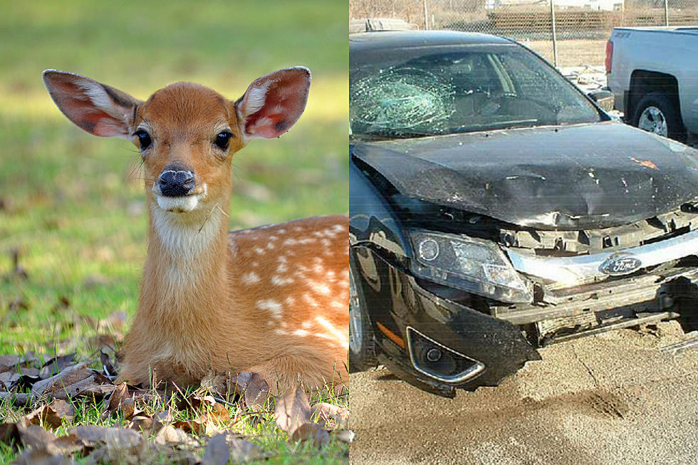 Oh, deer! The chances of hitting one in NJ are on the rise