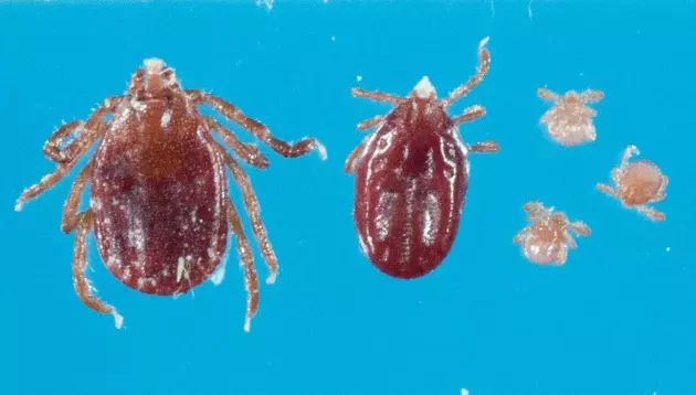 Tick that has no business being in the U.S. shows up on NJ sheep
