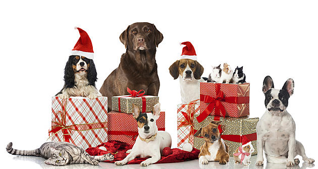 The dangers your dogs, cats face during the holidays