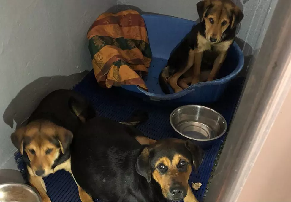 Dog and her puppies rescued from freezing cold in North Bergen