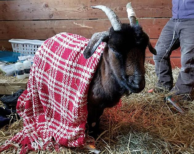 Goat wandering NJ almost dies in freezing cold — Finds warm home at sanctuary