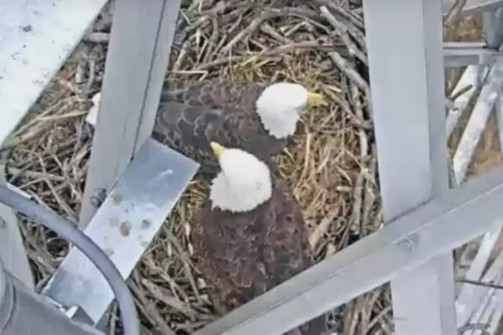 Eagles (the feathered kind) land in NJ, and you can watch