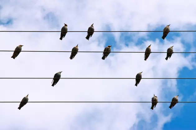 Why do birds sit on wires? NJ researcher thinks he knows