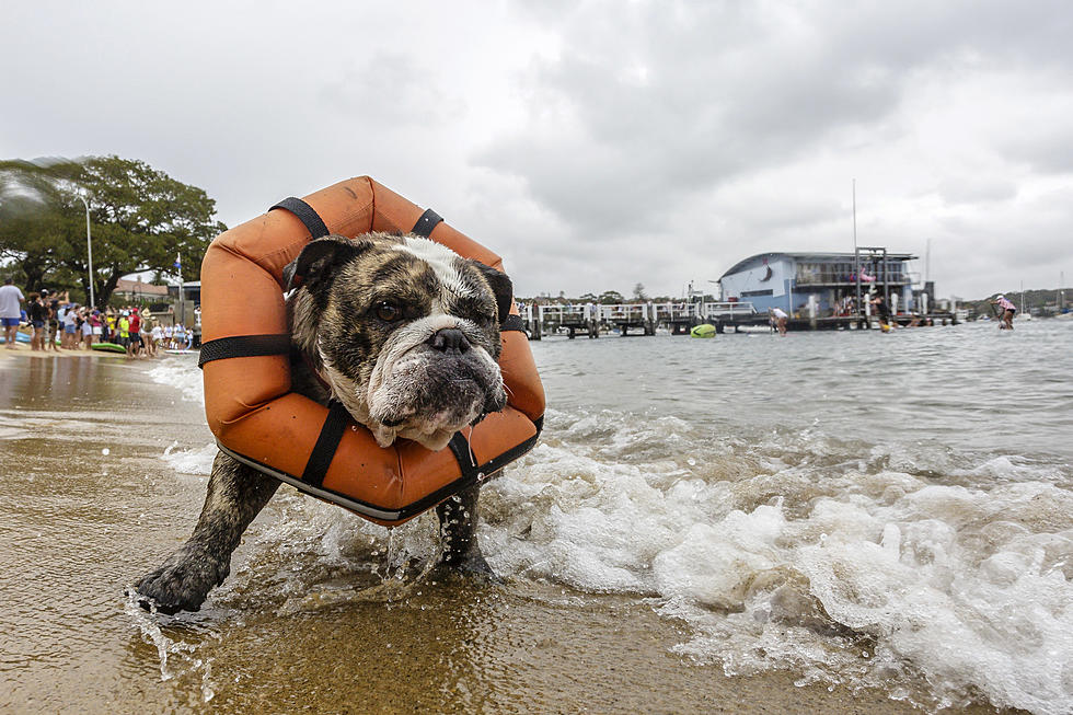 A list of dog-friendly beaches in NJ