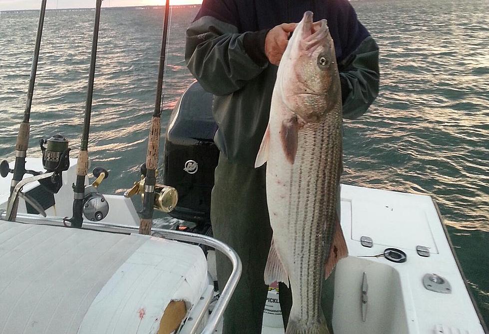 Big stripers are in at the Jersey shore — is it too early?