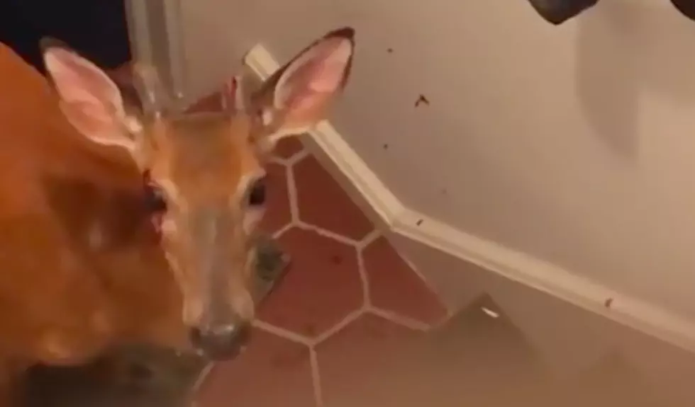 Deer breaks into home in Princeton