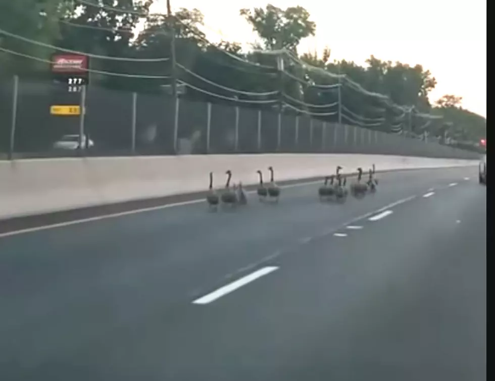 Car runs over geese family on Route 1 — Should driver be charged?