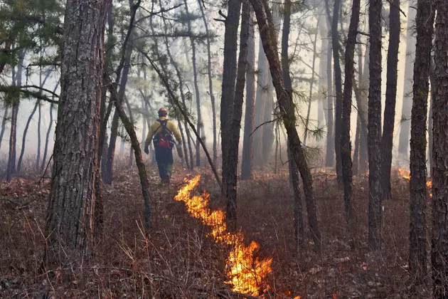 Why is the New Jersey Forest Fire Service deliberately setting fires?