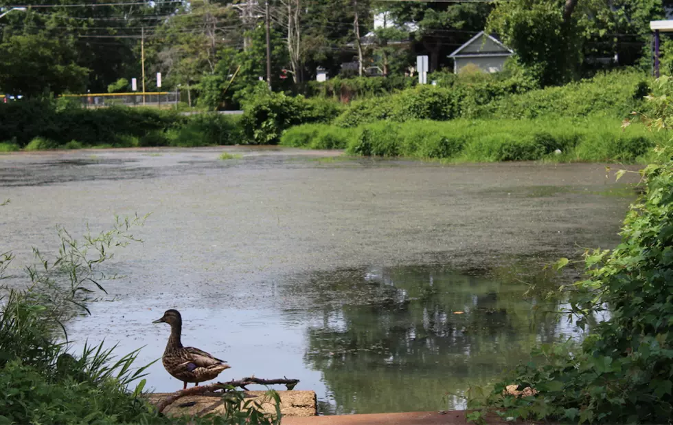 Rumson pond could become the newest classroom for students