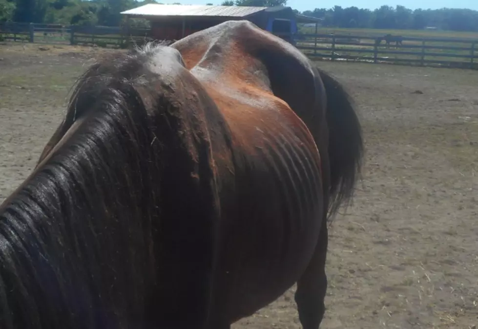 Horses at NJ sanctuary were wasting away — cruelty charges filed