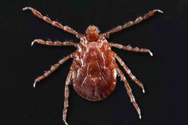 Rare tick found in Monmouth County home