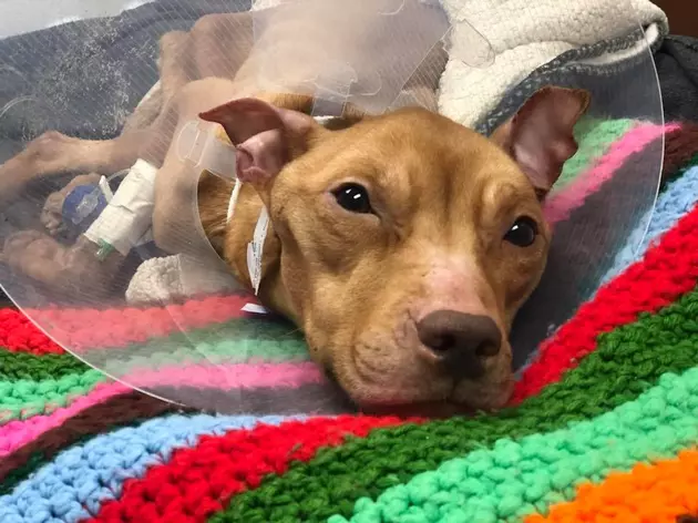 Dog found abandoned, covered in feces in sweltering apartment