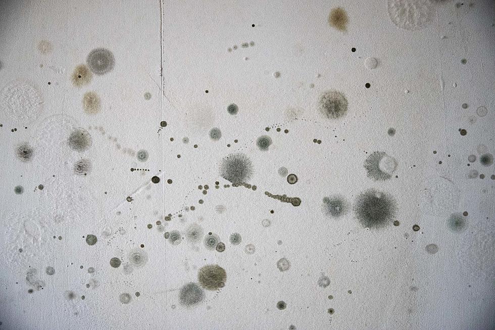 Mold found in even more NJ schools after wet summer