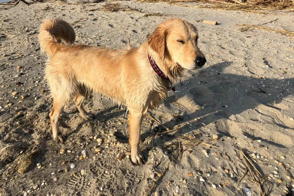 Missing dog who loved the beach gets final resting place on Shore