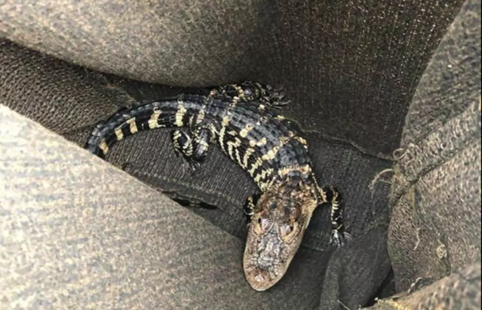Alligator found in Old Bridge by man walking dog