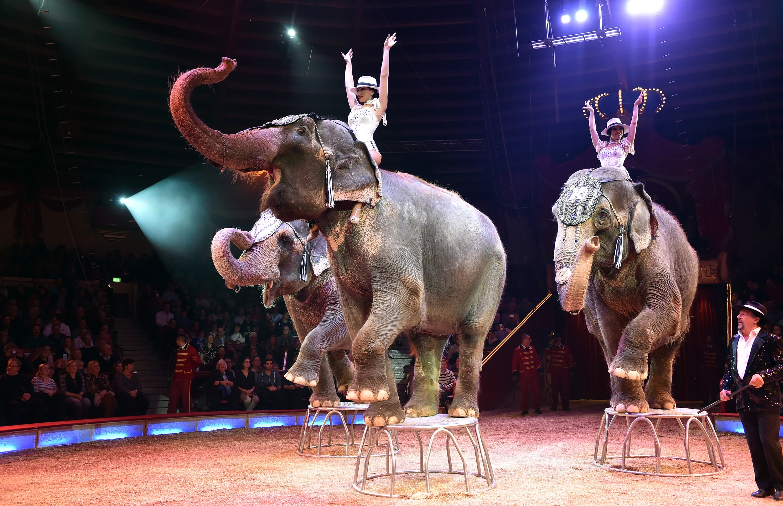 Шоу слонов цирк Пермь