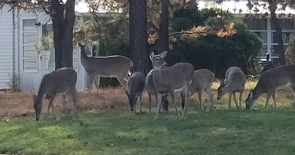 Deer Rutting Season is Underway in New Jersey