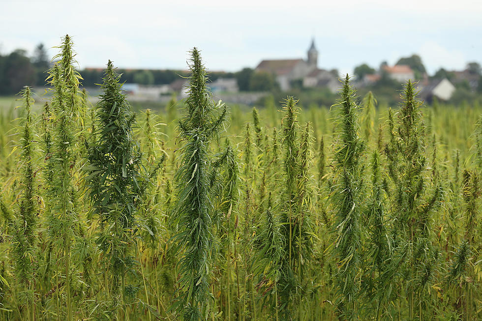 Weed still illegal but NJ gets green light to start growing hemp