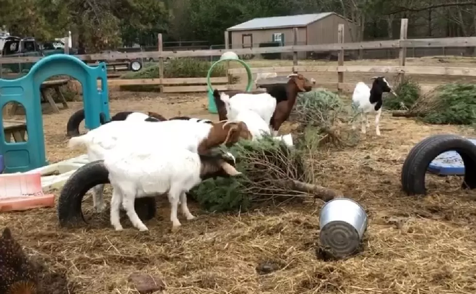 Still have your Christmas tree? Give it to a goat