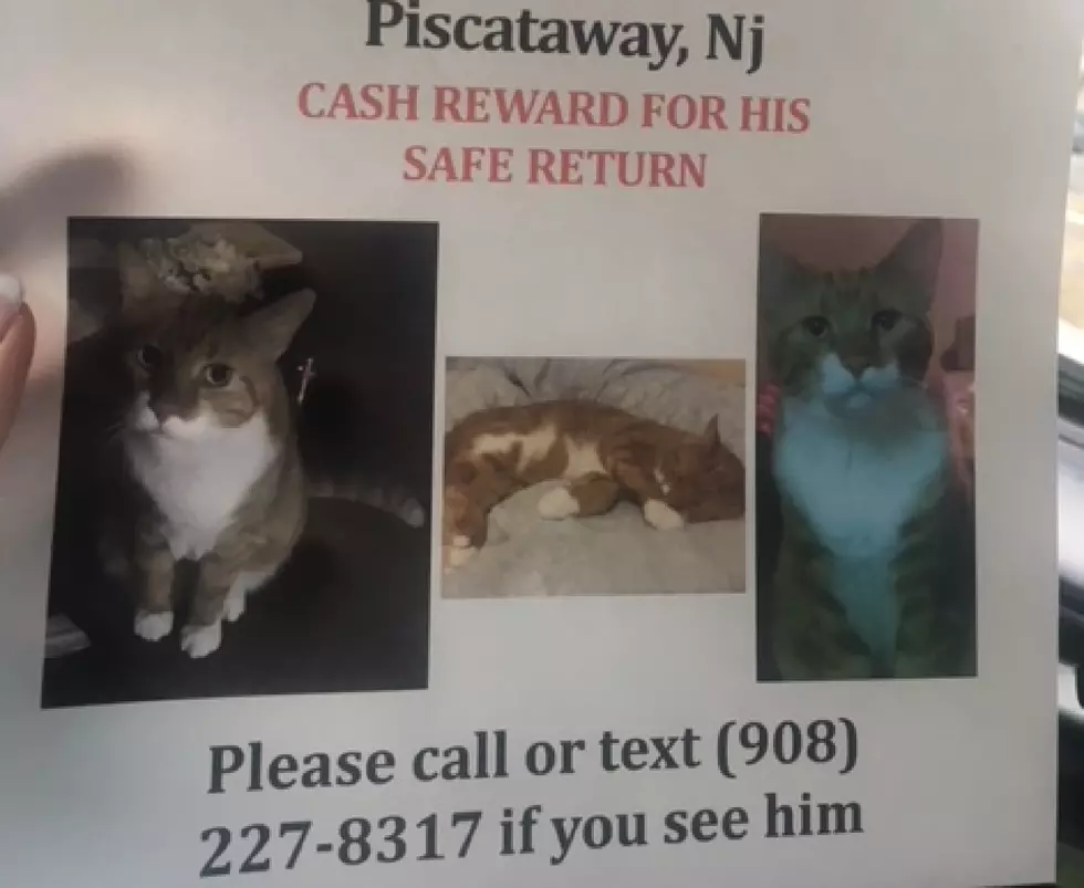 Have you seen this lost pet in Piscataway? 