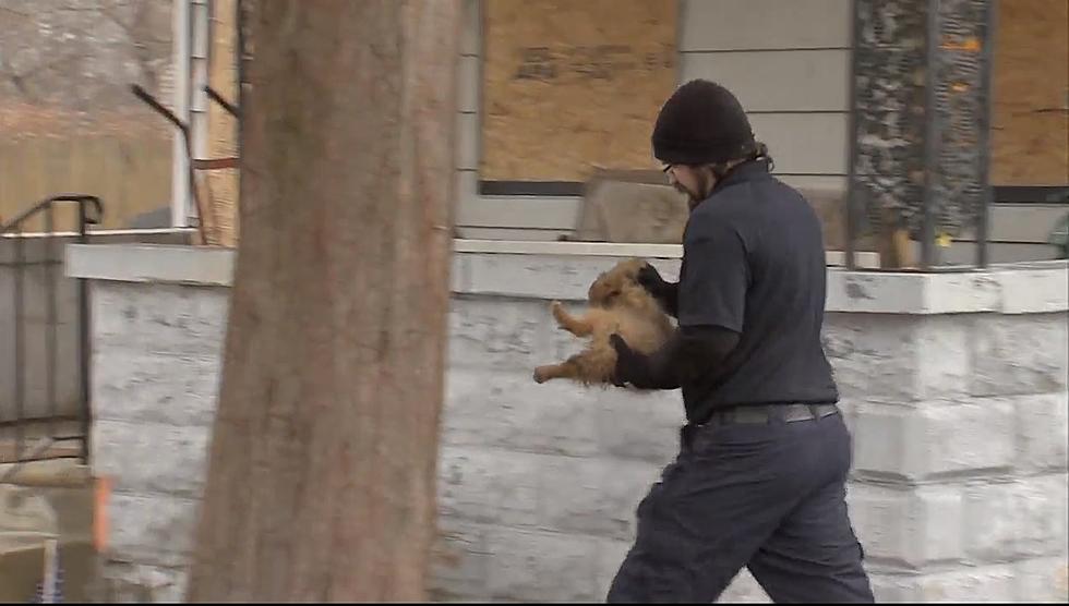 17 Dogs and Cats Removed From Filthy, Abandoned NJ House