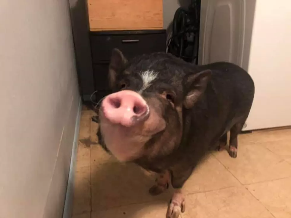 Want a pig? A Jackson man is looking to find his pig a new home