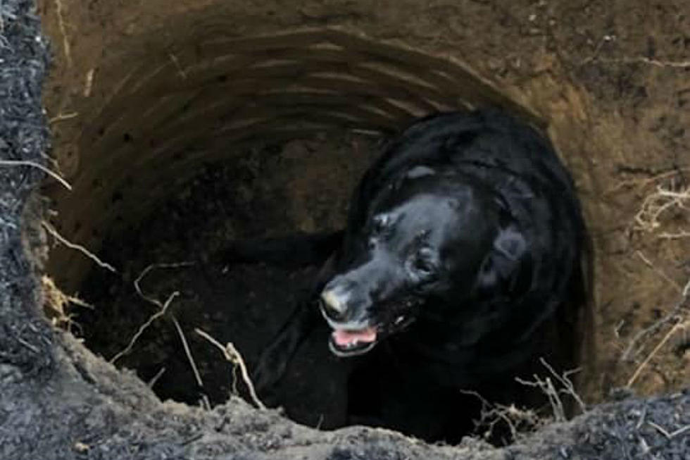 Firefighters save dog from a sinkhole in Monmouth County