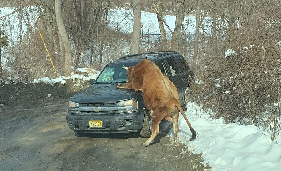 Bull attacks its owner, gets shot by NJ police