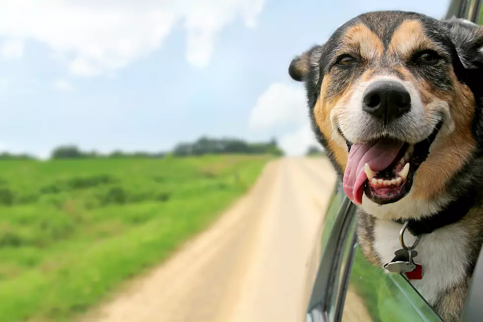 Don't buckle up your dog in the car? You could be fined!