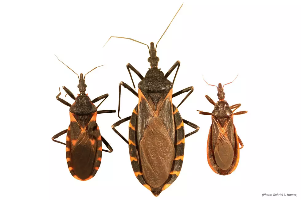 'Kissing bug' defecates in face, kills heart muscle — is near NJ