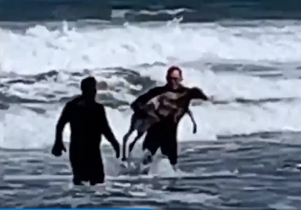 Doe! Deer stuck in waves rescued by Jersey surfers — VIDEO