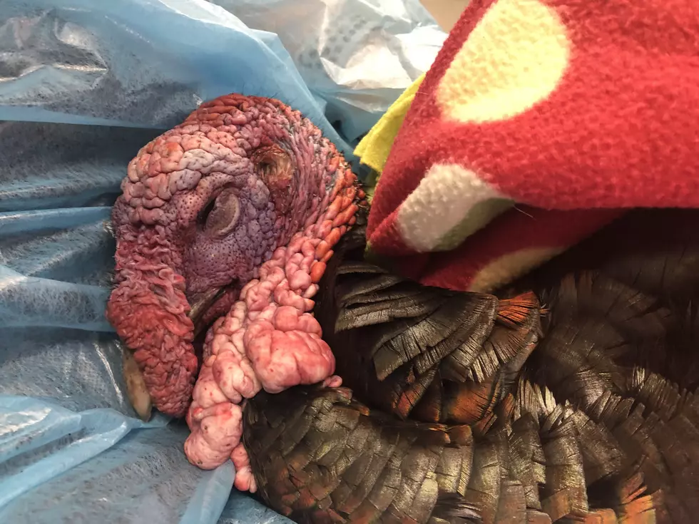 Beloved turkey's life-threatening adventure over — owners hopeful