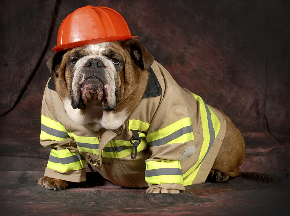 Know how to protect your pets from house fires