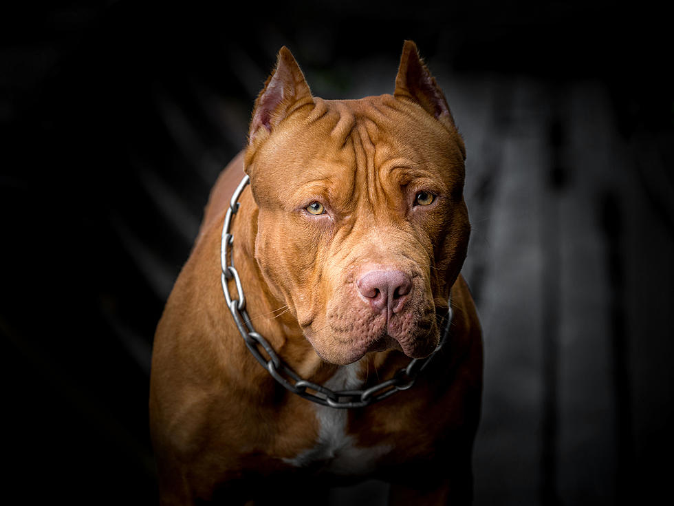 The day my beloved pit bull became a killer
