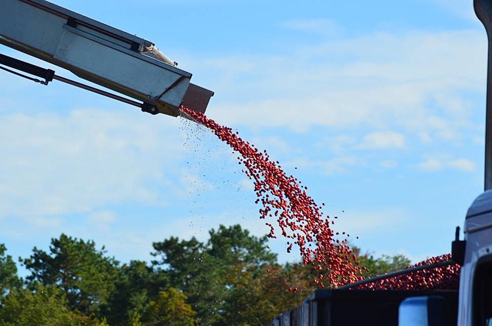 Cranberry harvest is wrapping up in New Jersey