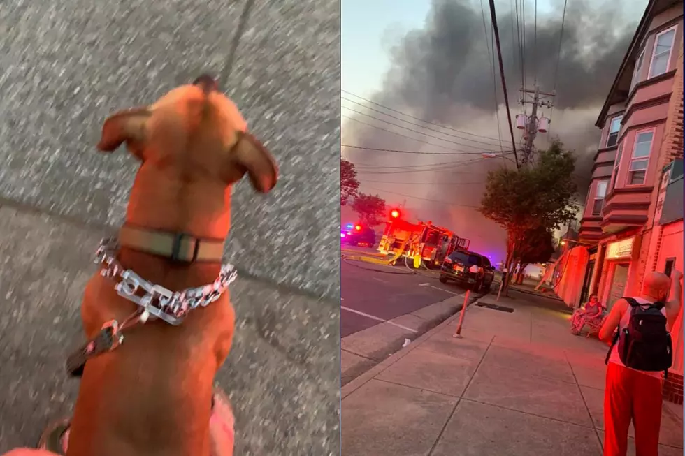 Good dog! Pit bull rescued woman from fire that destroyed NJ home