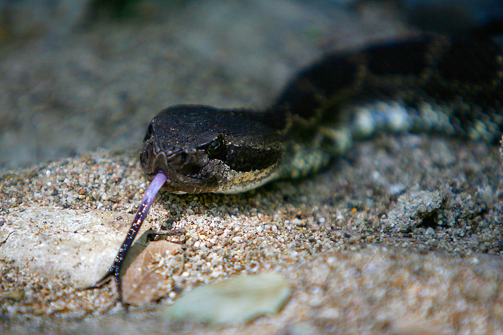 Rattlesnake spotted in South Jersey town ... or not