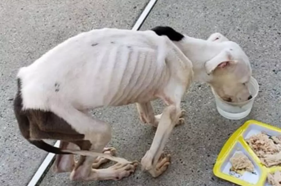 Who did this? Dog euthanized after being abandoned in Edison
