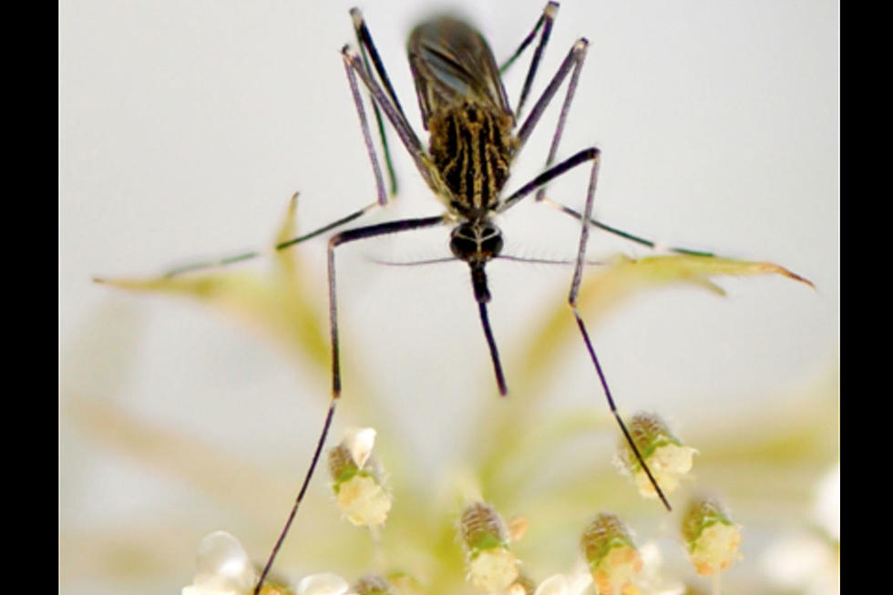 Camden County, NJ resident positive for mosquito-borne illness that kills horses