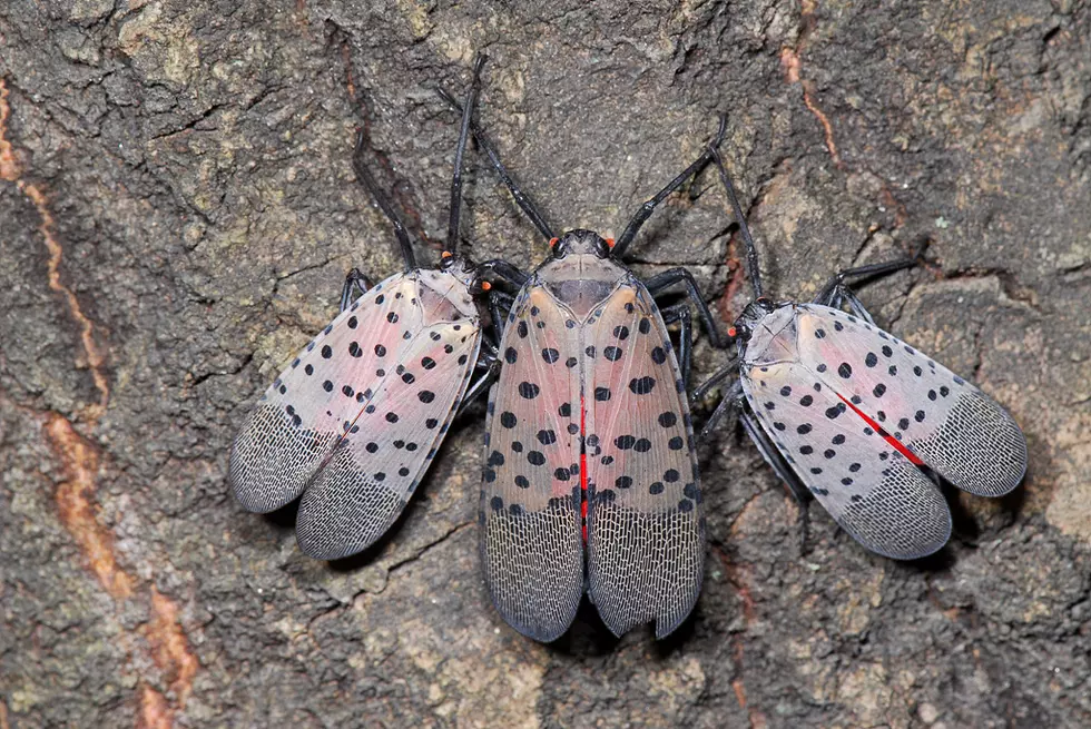 Doing my part — I just killed a spotted lanternfly for a better New Jersey