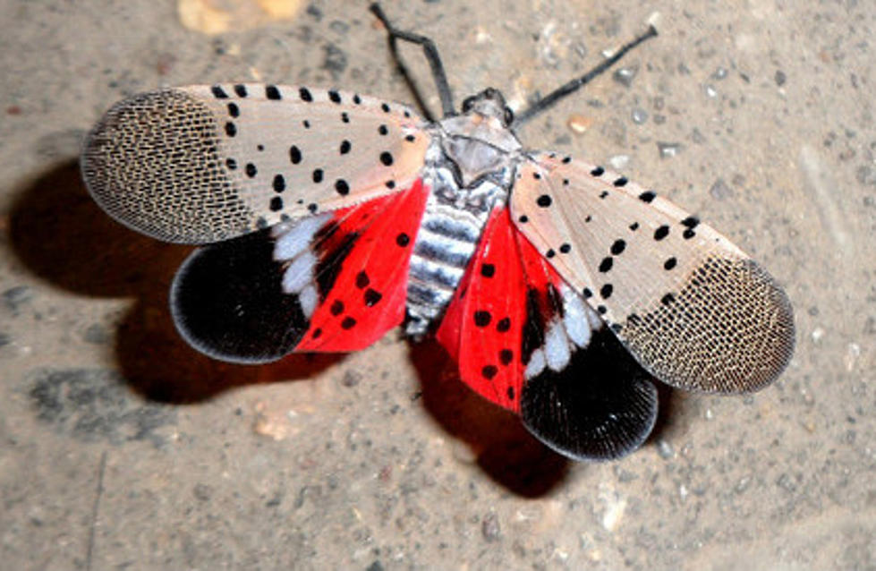 Bad bug! Here’s how to report NJ spotted lanternflies online