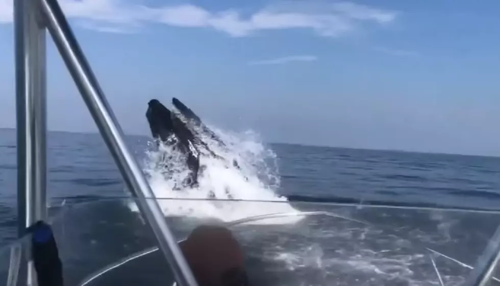 Spectacular video of soaring whale