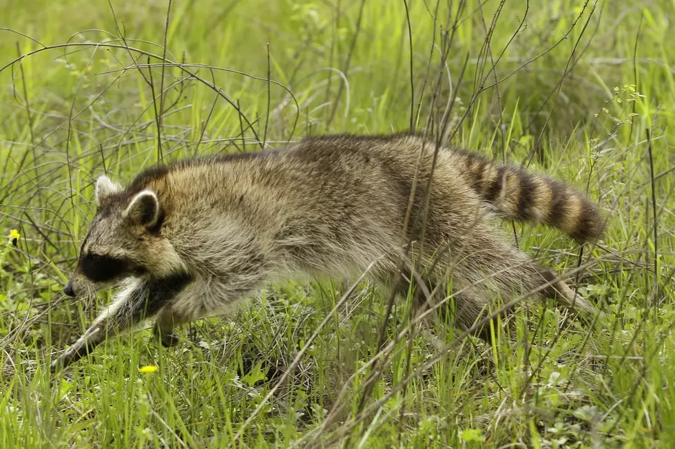 NJ group protests lack of info on fate of teens who beat raccoon