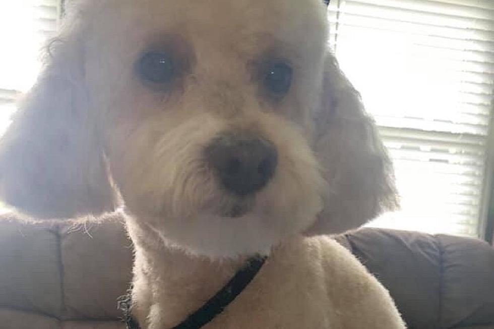 ‘Sweetest little dog’ in South Jersey dies after being found shot in head