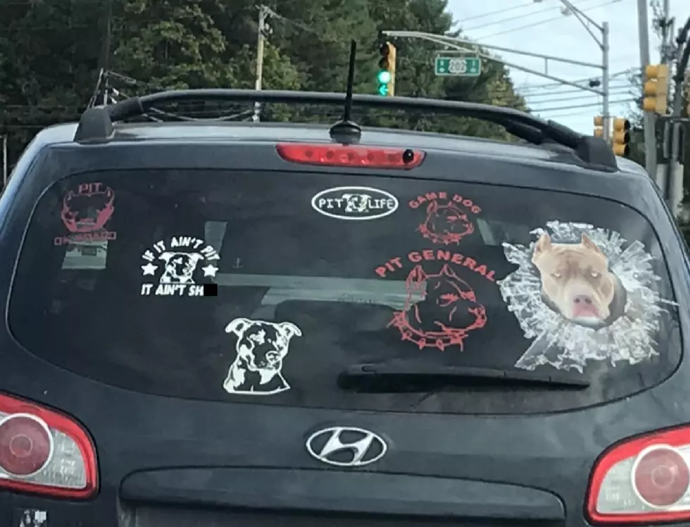 This guy’s car is a shrine to pit bulls everywhere