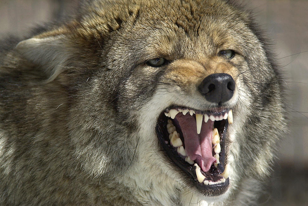 Rutgers 'attack coyote' may have rabies, according to officials